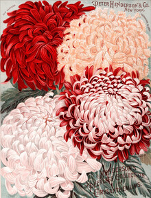 Vintage Nature Graphics, Peter Henderson & Co - Chrysanthemums - Germany, Europe)