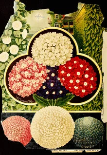Illustration von Vintage Nature Graphics: Chrysanthemen und bunte Blumen im sanften Licht