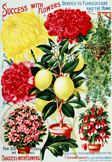 Vintage Nature Graphics, Success With Flowers (Deutschland, Europa)