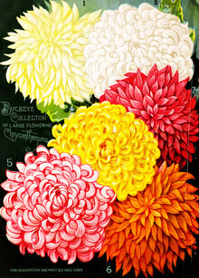 Vintage Nature Graphics, Chrysanthemen 1 (Deutschland, Europa)