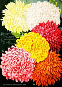 Wandbild mit einer Vintage-Illustration von Chrysanthemen in sanften Farben.