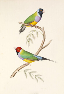 Vintage Nature Graphics, Gouldamadine - Germany, Europe)