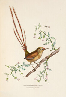 Vintage Nature Graphics, Sechsfedernschlüpfer (Deutschland, Europa)