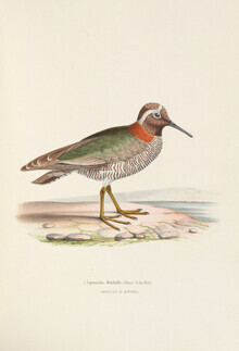 Vintage Nature Graphics, Diademregenpfeifer (Deutschland, Europa)