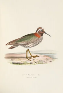 Illustration eines Diademregenpfeifers in sanften Farben und natürlicher Pose.
