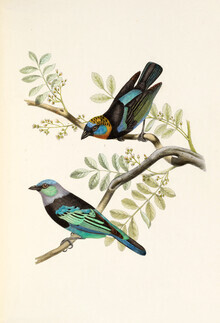 Vintage Nature Graphics, Purpurmaskentangare (Deutschland, Europa)