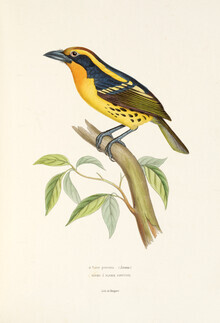 Vintage Nature Graphics, Vergoldeter Barbet (Deutschland, Europa)