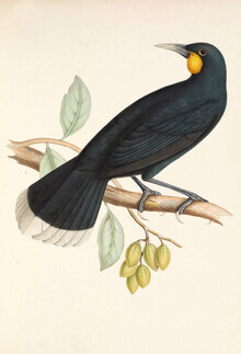 Vintage Nature Graphics, Huia - Germany, Europe)