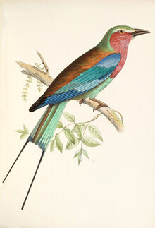 Vintage Nature Graphics, Lilac Breasted Roller - Germany, Europe)