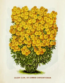 Golden Glow Or Summer Chrysanthemum - Fineart photography by Vintage Nature Graphics