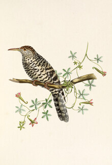 Vintage Nature Graphics, Grauer Zaunkönig (Deutschland, Europa)