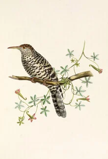 Illustration eines Grauen Zaunkoenigs in sanften Farben und detailreicher Darstellung