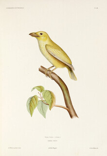 Vintage Nature Graphics, Rotscheitel-Bartvogel (Deutschland, Europa)