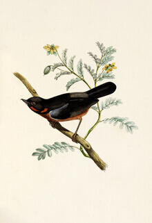 Vintage Nature Graphics, Schwarzkehl-Hakenschnabel (Deutschland, Europa)