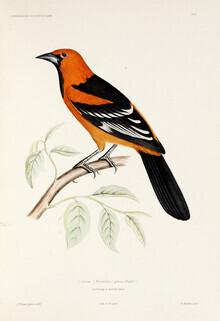 Vintage Nature Graphics, Schwarzkehltrupial (Deutschland, Europa)