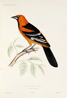 Wandbild von Vintage Nature Graphics: stilisierte Illustration eines Altamira-Ornithologen