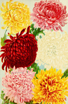 Vintage Nature Graphics, 6 New Prize Winners - Botanische Illustration (Deutschland, Europa)