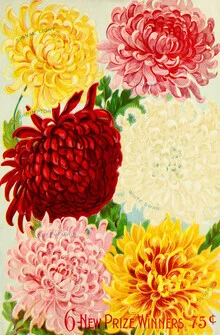 Illustration von Vintage Nature Graphics: Blumenstillleben mit Chrysanthemen