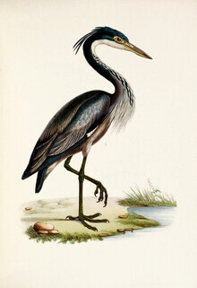 Vintage Nature Graphics, Schwarzhalsreiher (Deutschland, Europa)