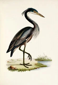 Illustration eines Schwarzhalsreiher mit sanften Farben und natürlichem Hintergrund.
