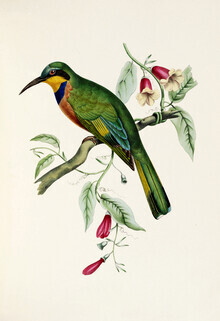Vintage Nature Graphics, Blaubrustspint (Deutschland, Europa)