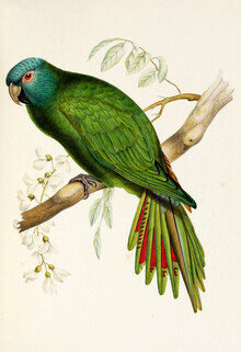 Vintage Nature Graphics, Spitzschwanzsittich (Deutschland, Europa)