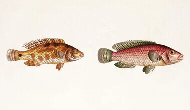 Illustration by Vintage Nature Graphics: stylized fish in calm water
