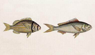 Vintage Nature Graphics, Fish 2 (Germany, Europe)