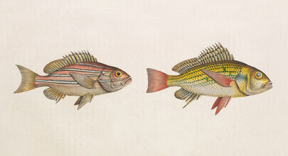 Vintage Nature Graphics, Fish 3 (Germany, Europe)