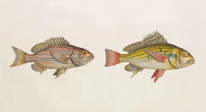 Illustration by Vintage Nature Graphics: playful depiction of fish