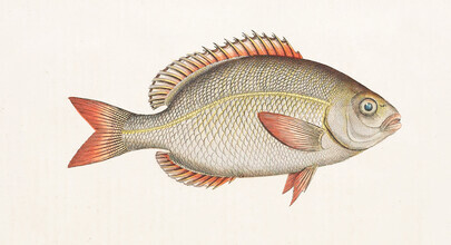 Vintage Nature Graphics, Fish 5 (Germany, Europe)