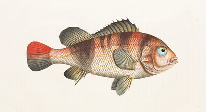 Vintage Nature Graphics, Fish 6 (Germany, Europe)