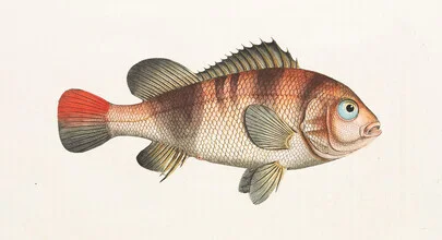 Illustration von Vintage Nature Graphics: bunte Fische in ruhigem Wasser