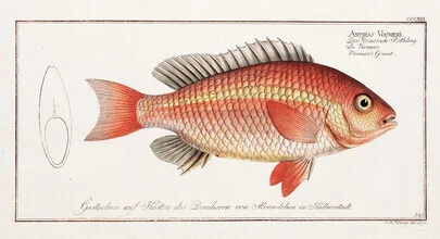 Illustration by Vintage Nature Graphics: fish in soft colors against a neutral background.