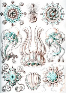Illustration by Vintage Nature Graphics: stylized Narcomedusae in an underwater setting