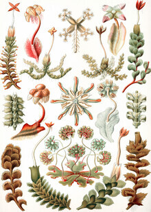 Vintage Nature Graphics, Hapaticae (Deutschland, Europa)
