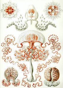 Vintage Nature Graphics, Anthomedusae (Germany, Europe)