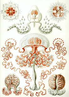 Wandbild von Vintage Nature Graphics: stilvolle Darstellung einer Qualle im Wasser