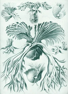 Wandbild von Vintage Nature Graphics: stilisierte Abbildung von Farnen