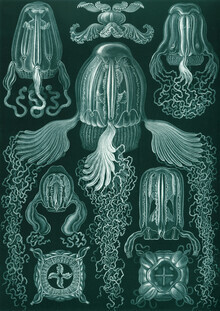 Vintage Nature Graphics, Cubomedusae (Germany, Europe)