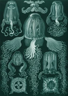 Illustration of jellyfish in soft colors, depicting a calm underwater world.