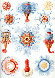 Vintage Nature Graphics, Siphonophorae (Germany, Europe)