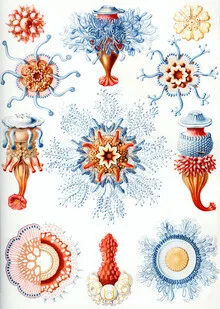 Illustration von Vintage Nature Graphics: Siphonophorae im Wasser, sanfte Farben und Details