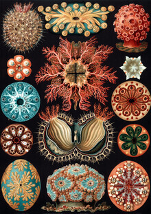 Vintage Nature Graphics, Ascidiae (Deutschland, Europa)