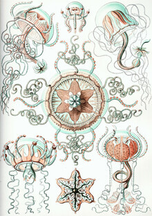 Vintage Nature Graphics, Trachomedusae (Deutschland, Europa)