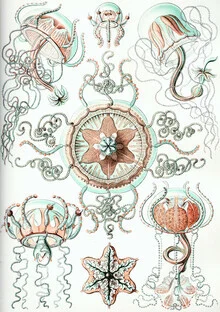 Illustration by Vintage Nature Graphics: jellyfish in soft colors and flowing lines.