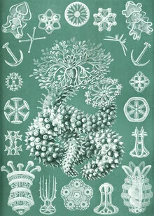 Illustration by Vintage Nature Graphics: jellyfish in soft colors and delicate details