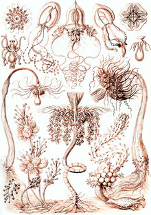Vintage Nature Graphics, Tubulariae (Deutschland, Europa)