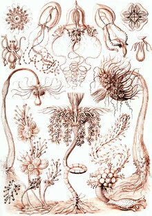 Illustration by Vintage Nature Graphics: jellyfish in soft colors.