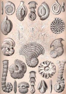 Vintage Nature Graphics, Thalamophora (Deutschland, Europa)